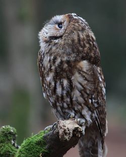 Close-up of owl perching outdoors