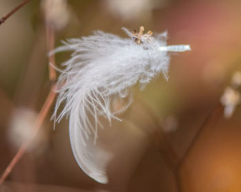 Close-up of feather on plant