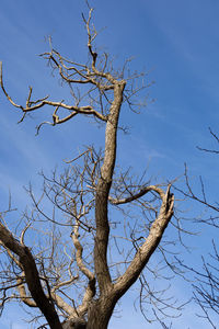 Low angle view of bare tree against blue sky