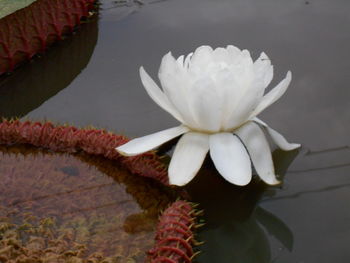 Close-up of flower blooming outdoors