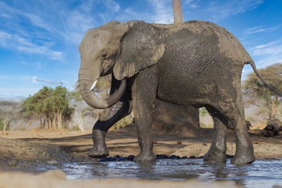 Elephant drinking water