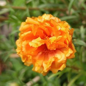 Close-up of yellow flower