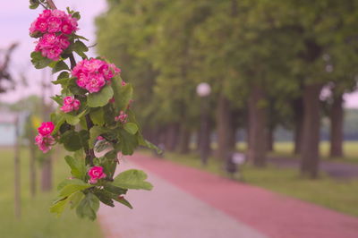 Close-up of pink flowers blooming in park