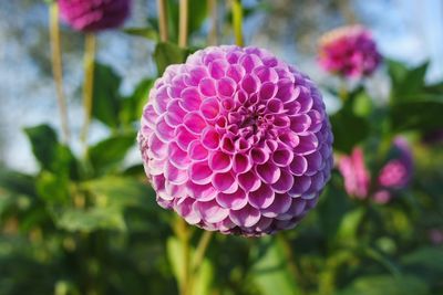 Close-up of pink dahlia flower