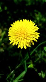 Close-up of yellow dandelion flower on field