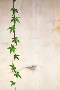 Close-up of leaves against wall