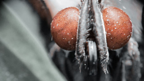 Close-up of frozen fruit in winter