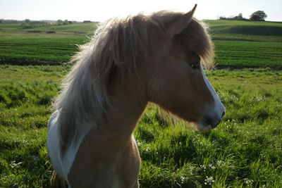 Horse in a field