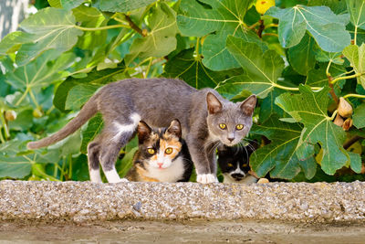 Portrait of cat on plant
