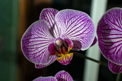 Close-up of purple orchids