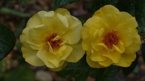 Close-up of yellow flower