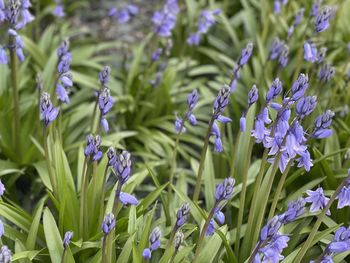 Close-up of purple flowering plants on field