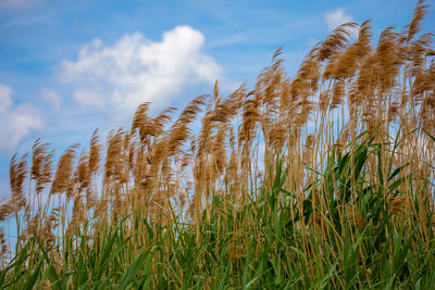 Close-up of wheat field against sky