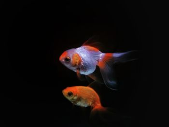 Close-up of fish underwater against black background