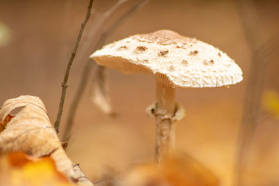 Close-up of mushroom growing outdoors