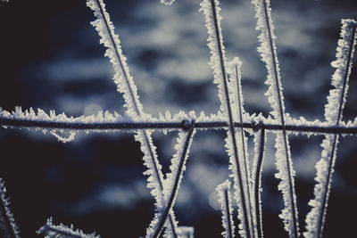 Close-up of frozen wire fence