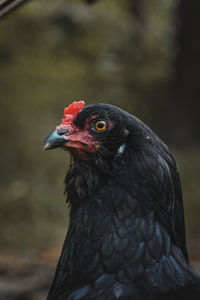 Close-up of a bird