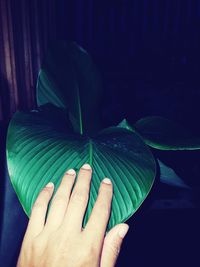 Close-up of hand holding leaves