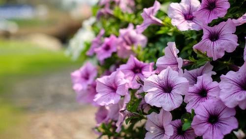 Close-up of pink flowering plant