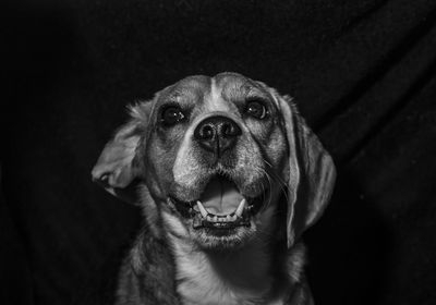 Close-up portrait of dog