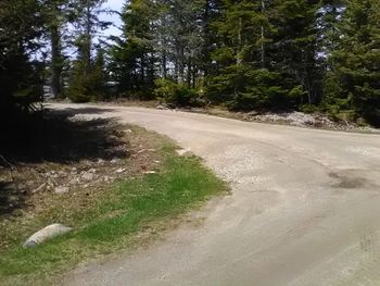 Road amidst trees