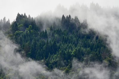 Panoramic view of pine trees in forest against sky