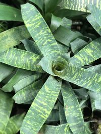 High angle view of succulent plant leaves