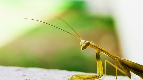 Close-up of plant against blurred background