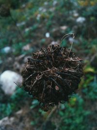 Close-up of plant against blurred background
