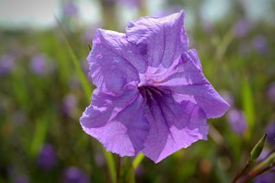 Close-up of purple flower blooming outdoors