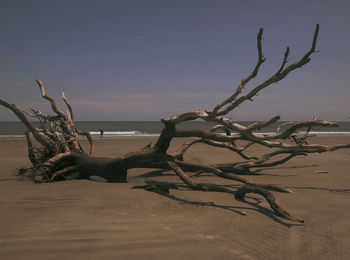 Bare tree on beach against sky