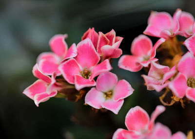 Close-up of pink flowers