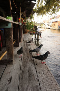 View of birds on wood in city