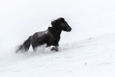 Side view of horse running on snow covered field