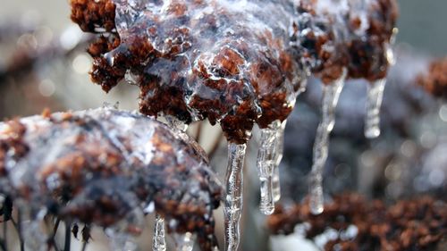 Close-up of frozen plant