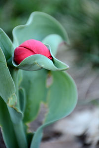 Close-up of red rose flower bud