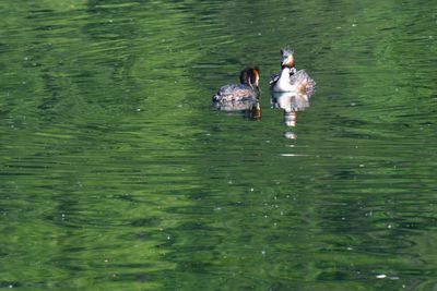 Swans swimming in lake