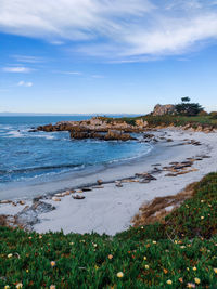 Sea lions resting on a beach in monterey, california