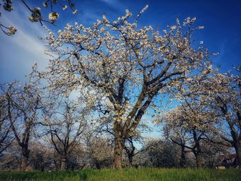 Low angle view of cherry blossoms on field against sky