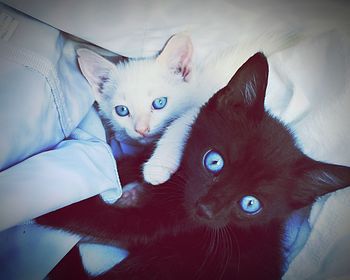 Close-up portrait of cat