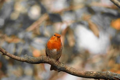 Close-up of bird perching on branch