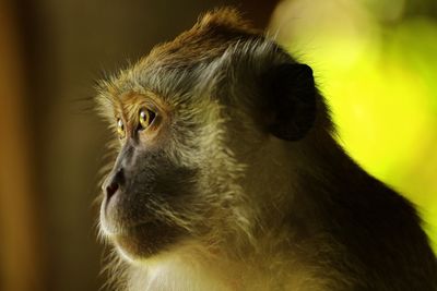 Portrait of long-tailed macaque