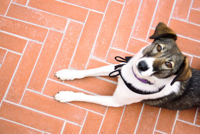 High angle portrait of dog relaxing outdoors