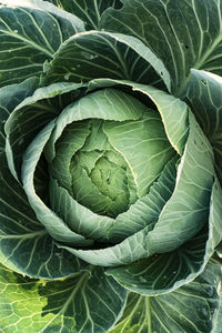 Close-up of cabbage, juicy and healthy, environmentally friendly, ukrainian.