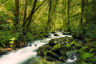 Stream flowing amidst trees in forest