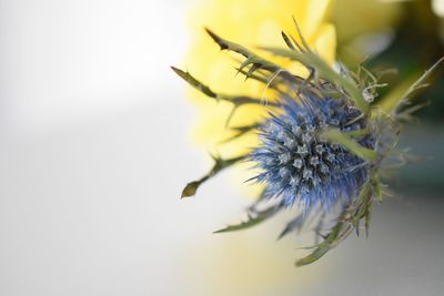 Close-up of yellow flower over white background