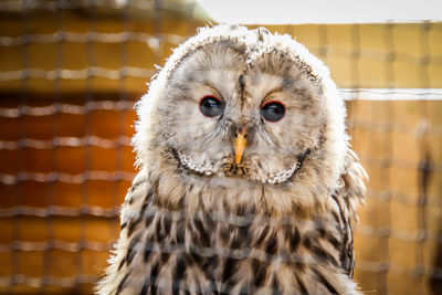 Close-up portrait of owl in cage