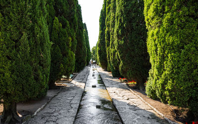 Walkway amidst trees against sky