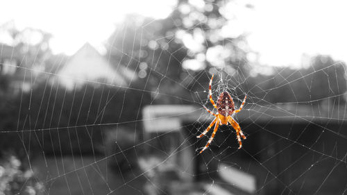 Close-up of spider on web