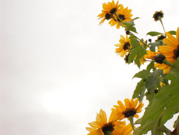 Low angle view of yellow flowers